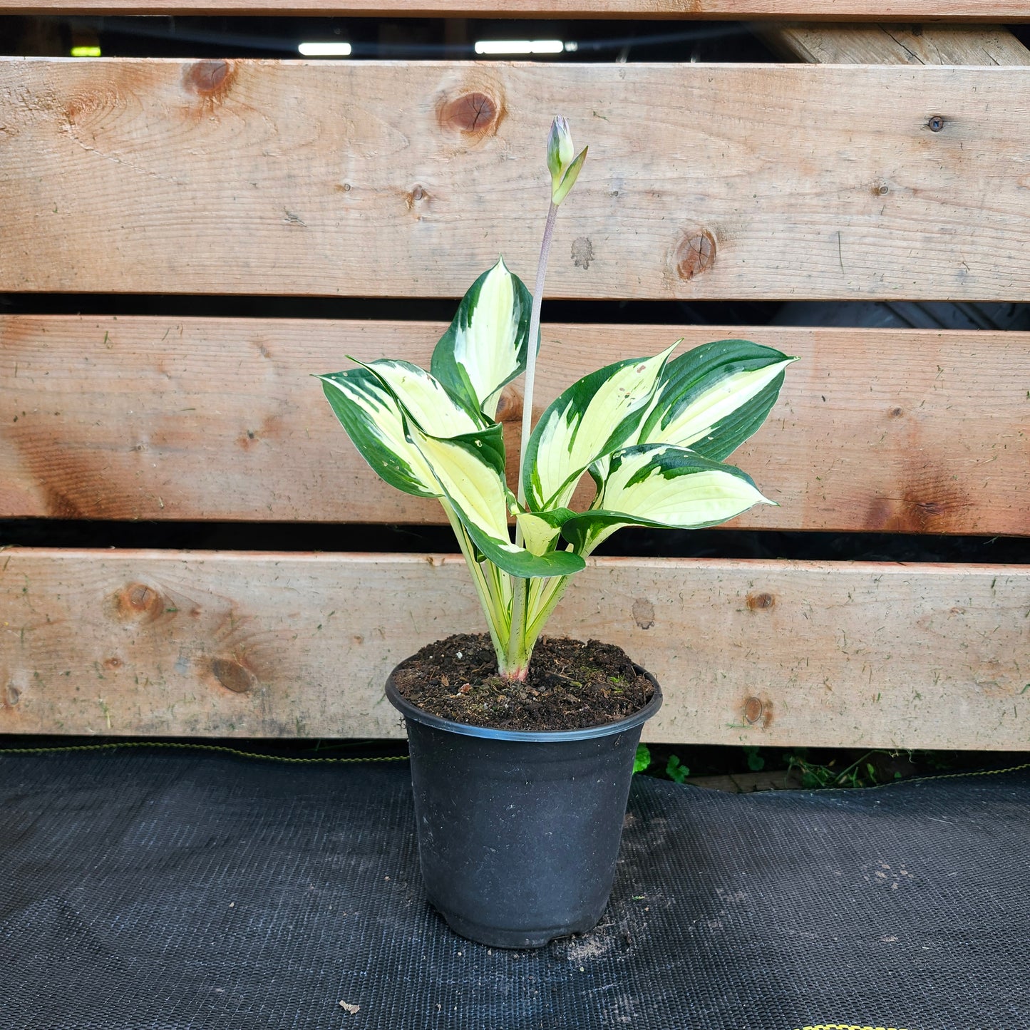 Hosta 'Fire and Ice' (1/2 gallon)