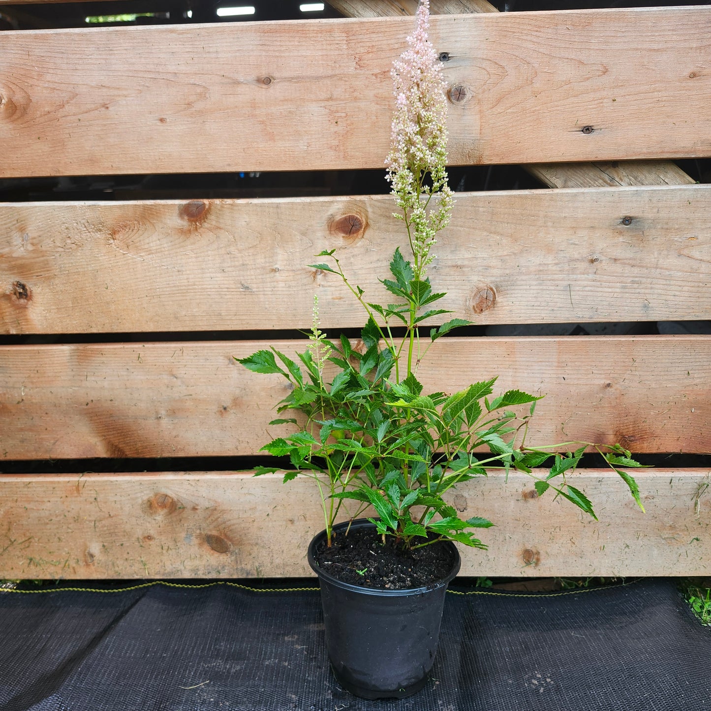 Astilbe 'Erica' | Astilbe × arendsii 'Erica' (1/2 gallon)