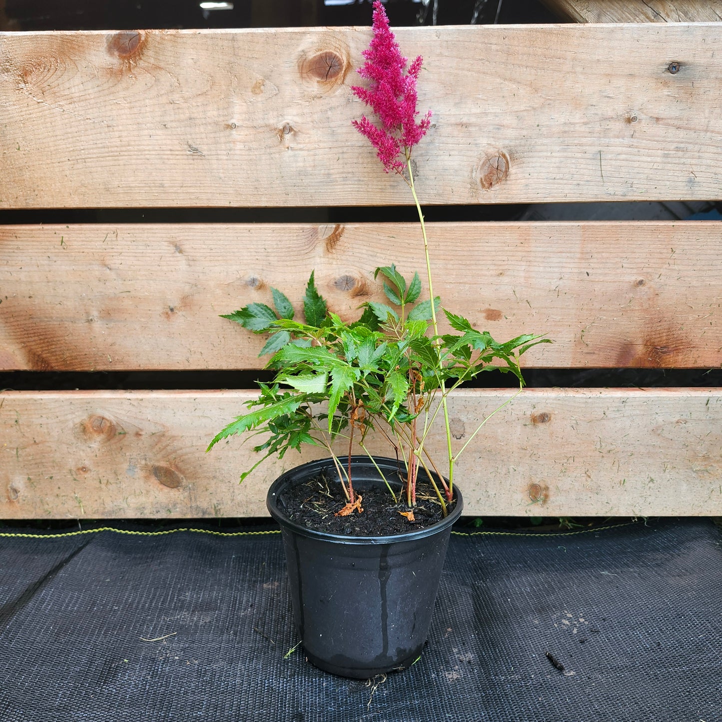 Astilbe 'Fanal' | Astilbe × arendsii 'Fanal' (1/2 gallon)