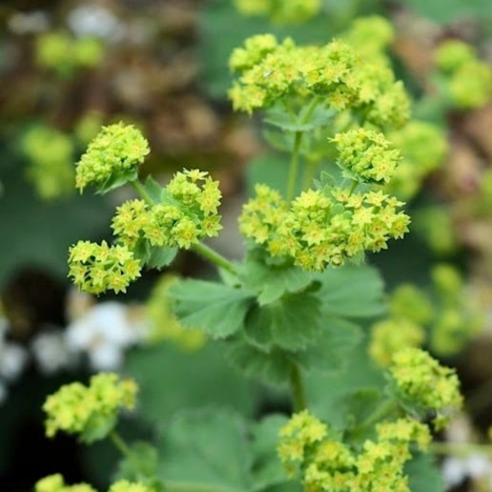 Lady's Mantle | Alchemilla mollis (1/2 gallon)