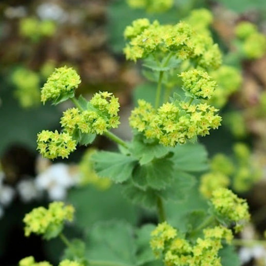 Lady's Mantle | Alchemilla mollis (1/2 gallon)