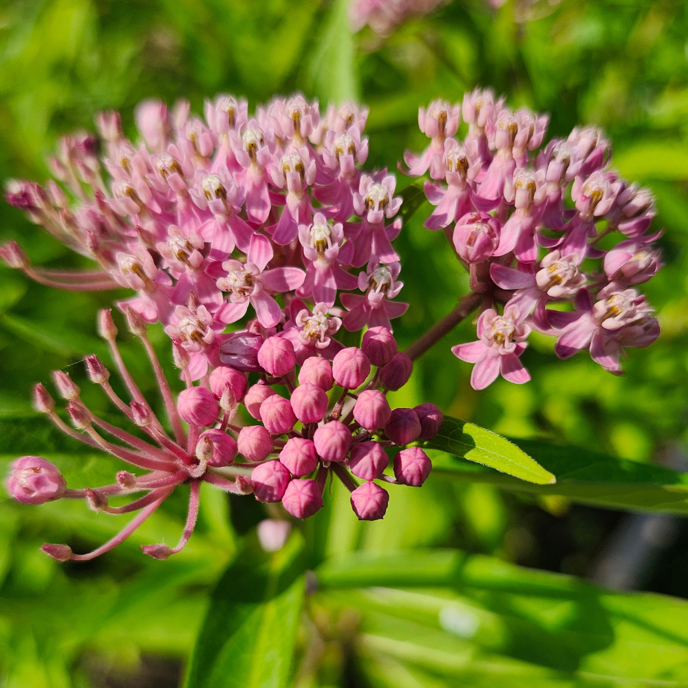 Swamp Milkweed | Asclepias incarnata (1/2 gallon)