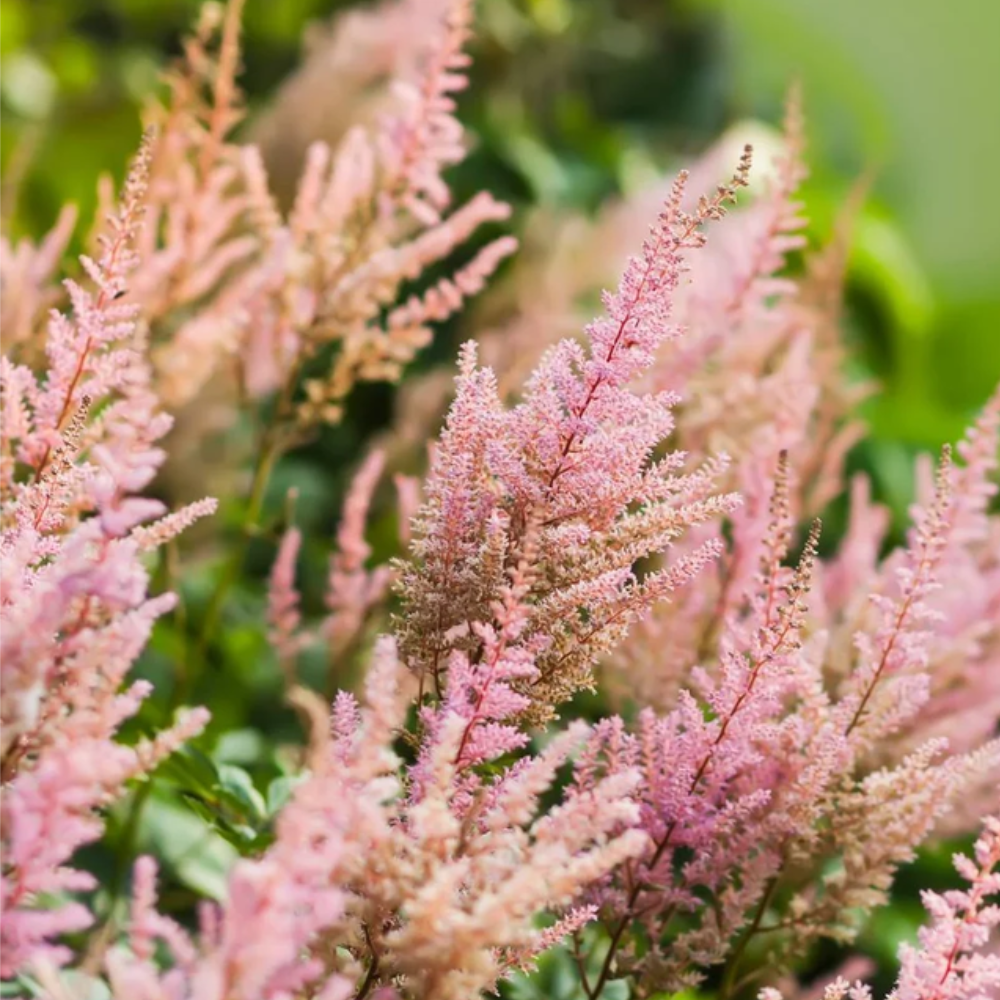 Astilbe 'Erica' | Astilbe × arendsii 'Erica' (1/2 gallon)