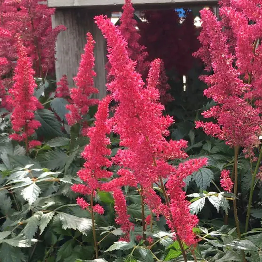Astilbe 'Fanal' | Astilbe × arendsii 'Fanal' (1/2 gallon)