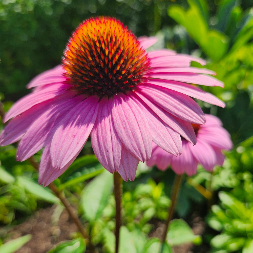 Purple Coneflower | Echinacea Purpurea (1/2 gallon)