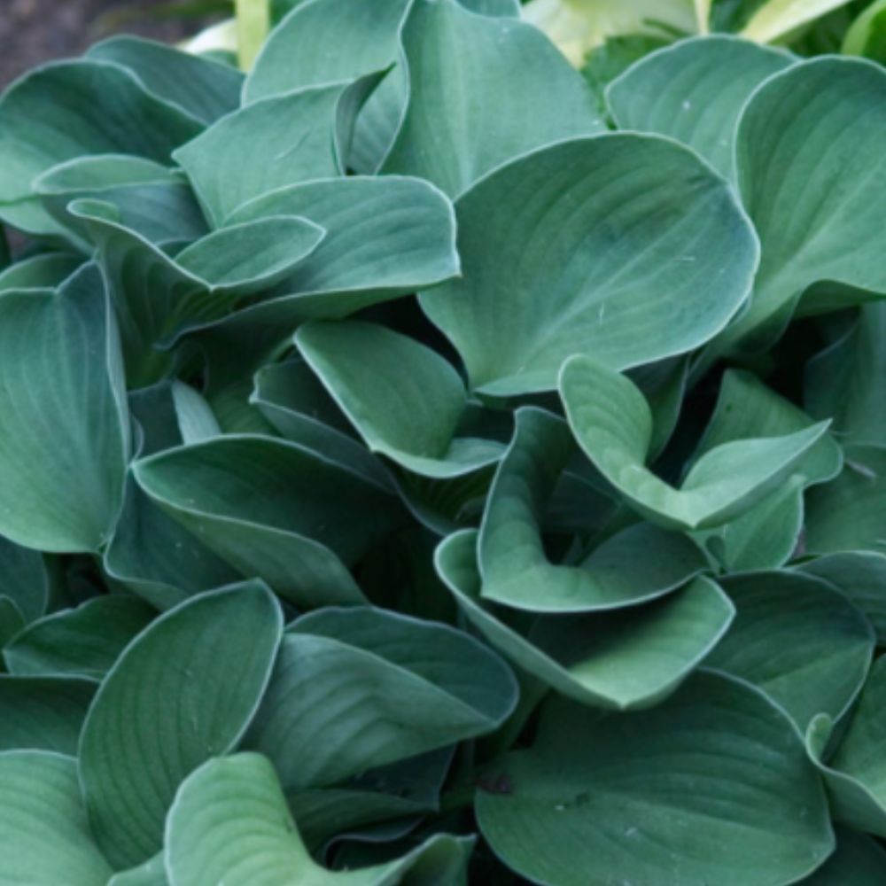 Mini Hosta 'Blue Mouse Ears' (3.5in)