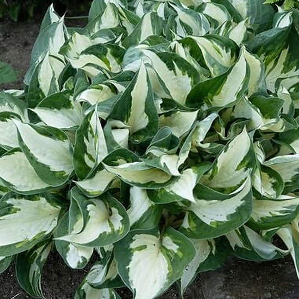 Hosta 'Fire and Ice' (1/2 gallon)