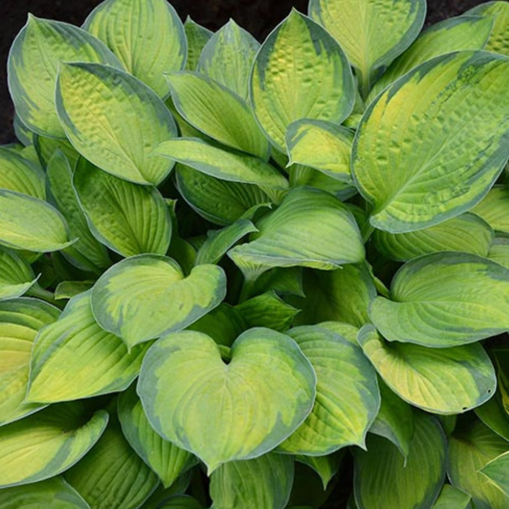 Hosta 'Guacamole' (1/2 gallon)