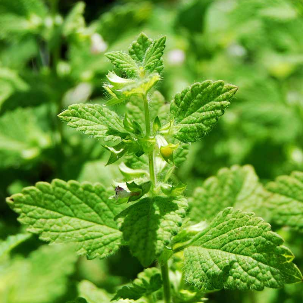 Lemon Balm | Melissa officinalis (1/2 gallon)