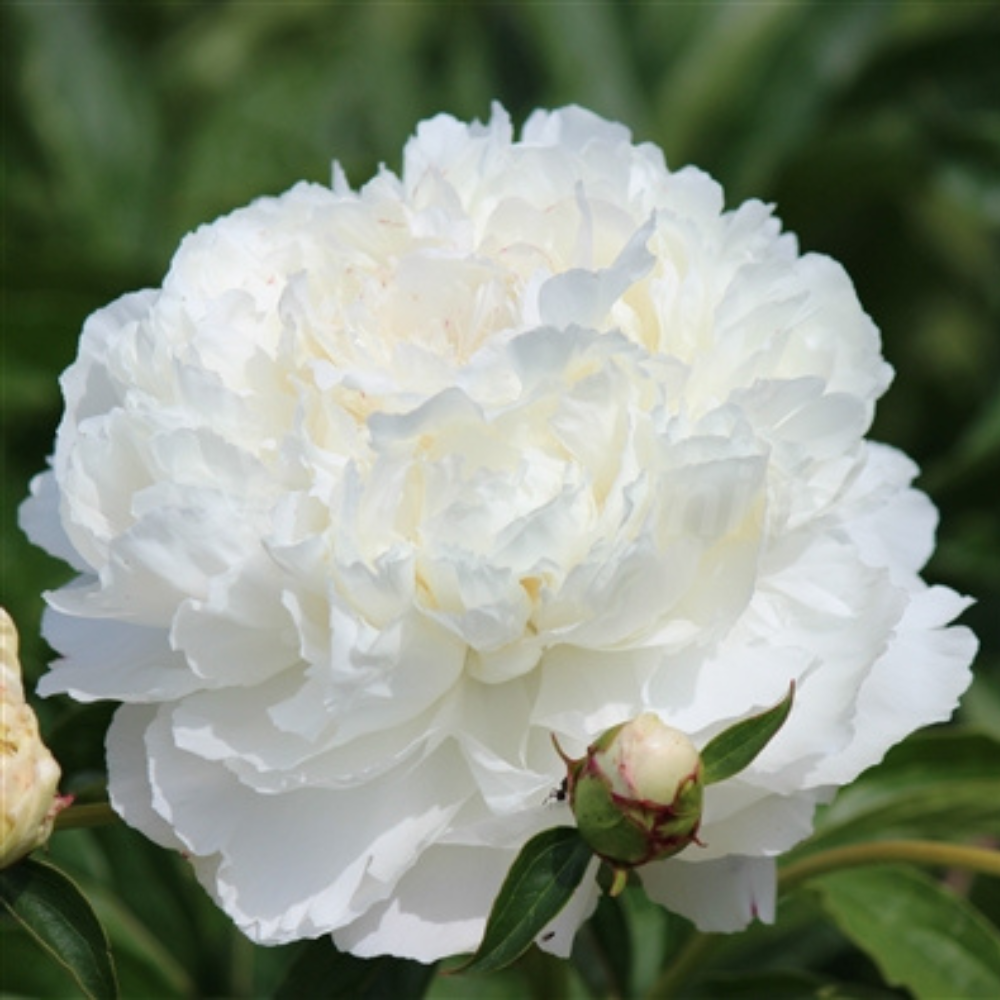 Peony 'Shirley Temple' | Paeonia lactiflora 'Shirley Temple' (1 gallon)