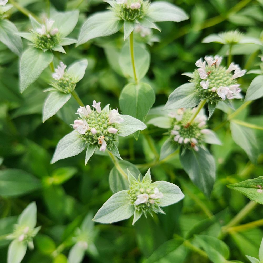 Mountain Mint | Pycnanthemum muticum (1/2 gallon)