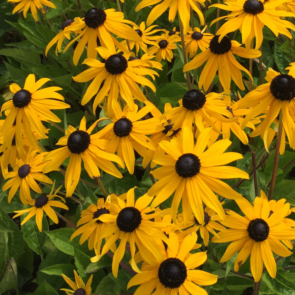 Rudbeckia hirta (1/2 gallon)