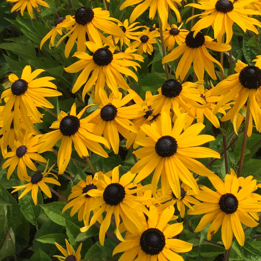 Rudbeckia hirta (1/2 gallon)