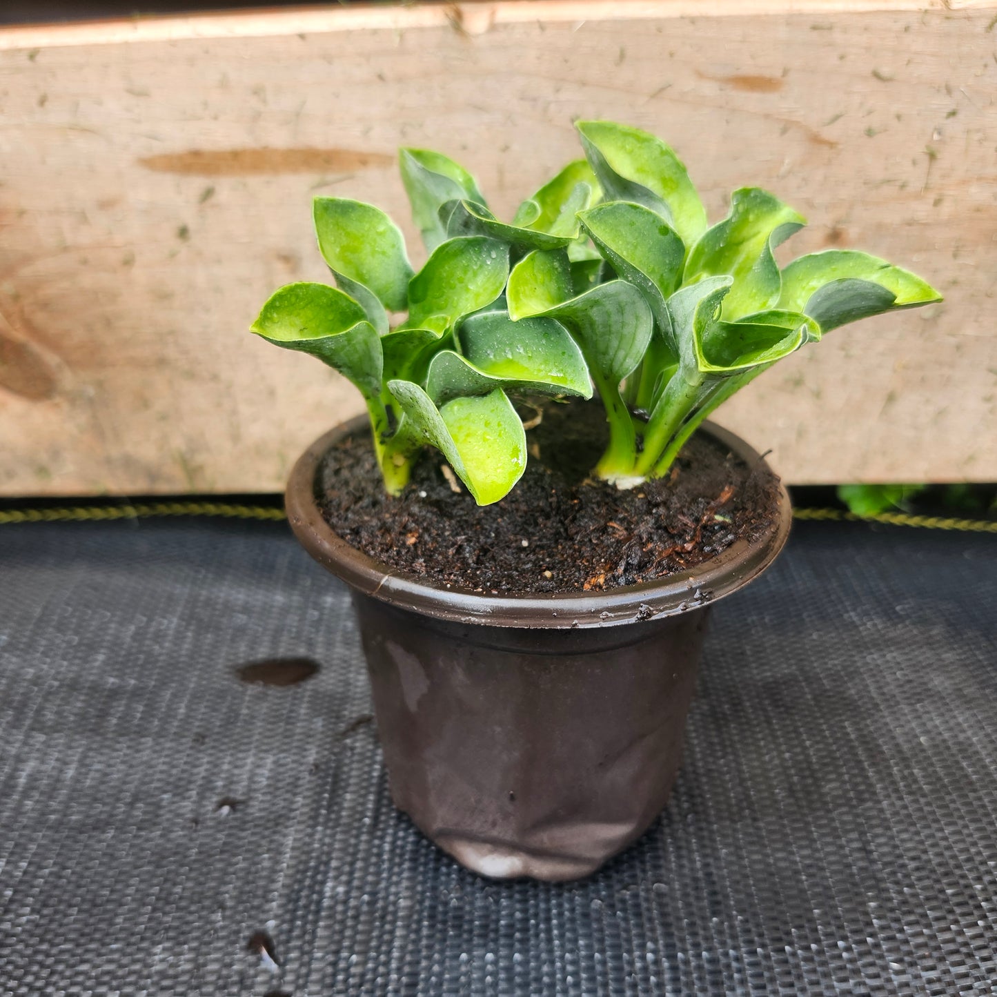 Mini Hosta 'Blue Mouse Ears' (3.5in)