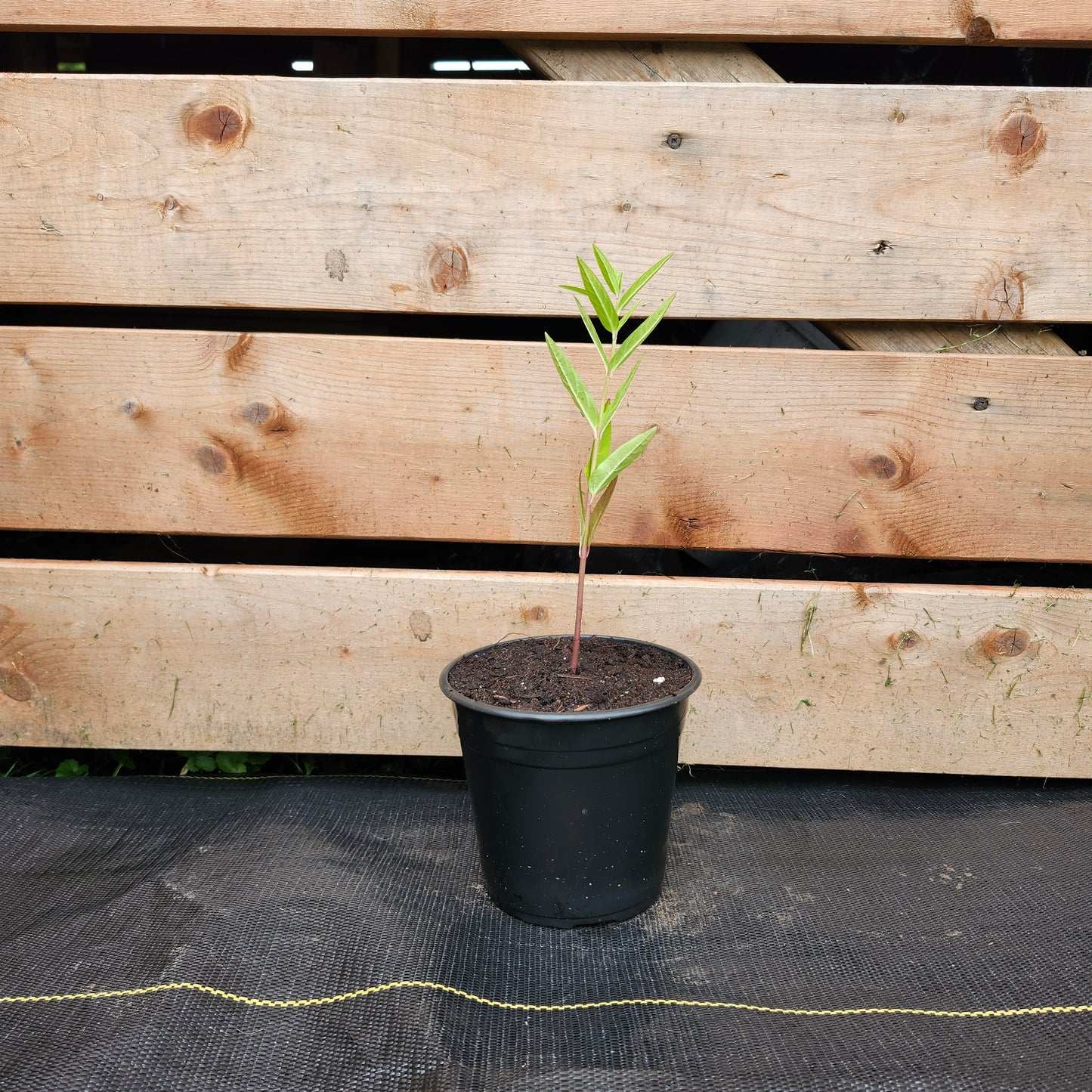 Swamp Milkweed | Asclepias incarnata (1/2 gallon)