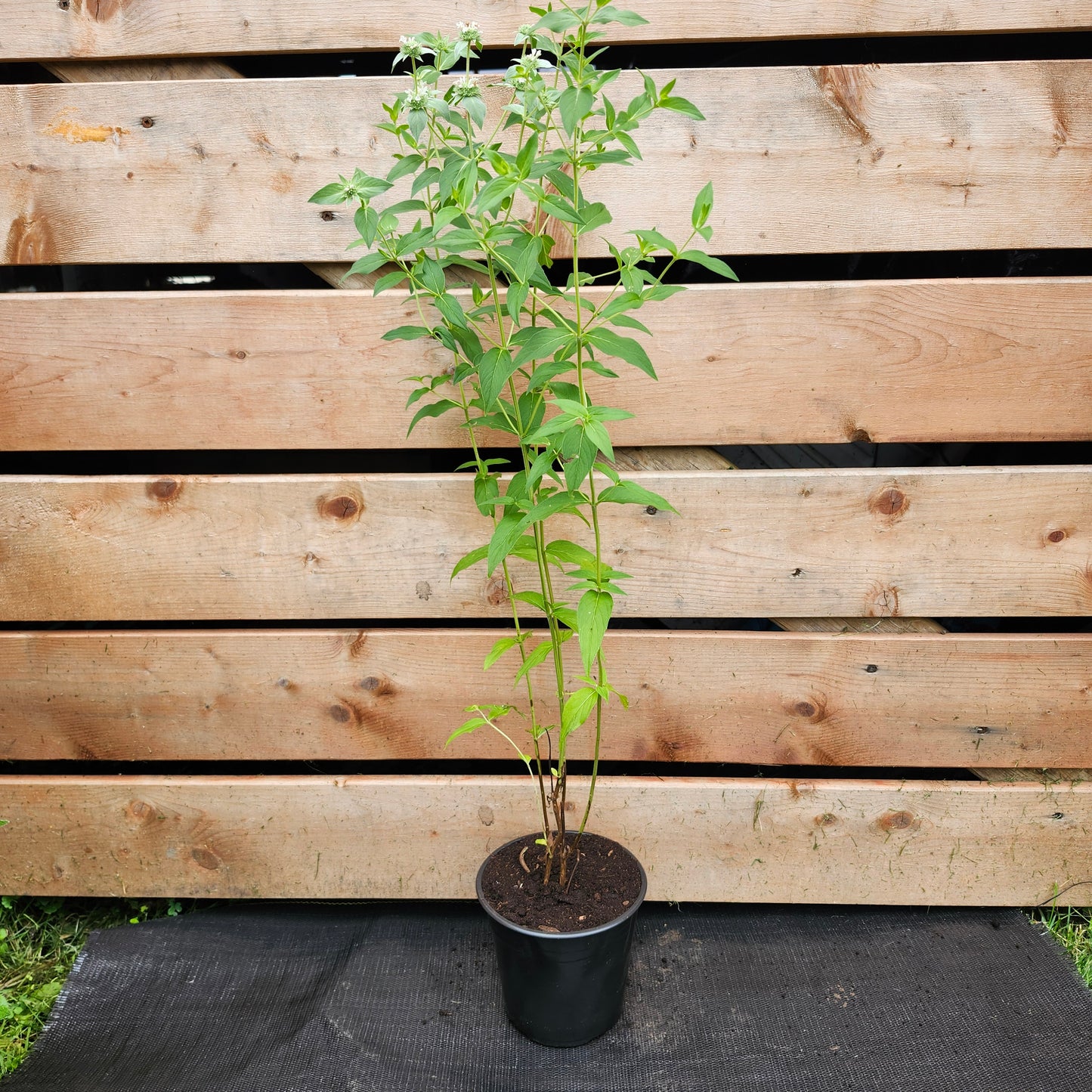 Mountain Mint | Pycnanthemum muticum (1/2 gallon)