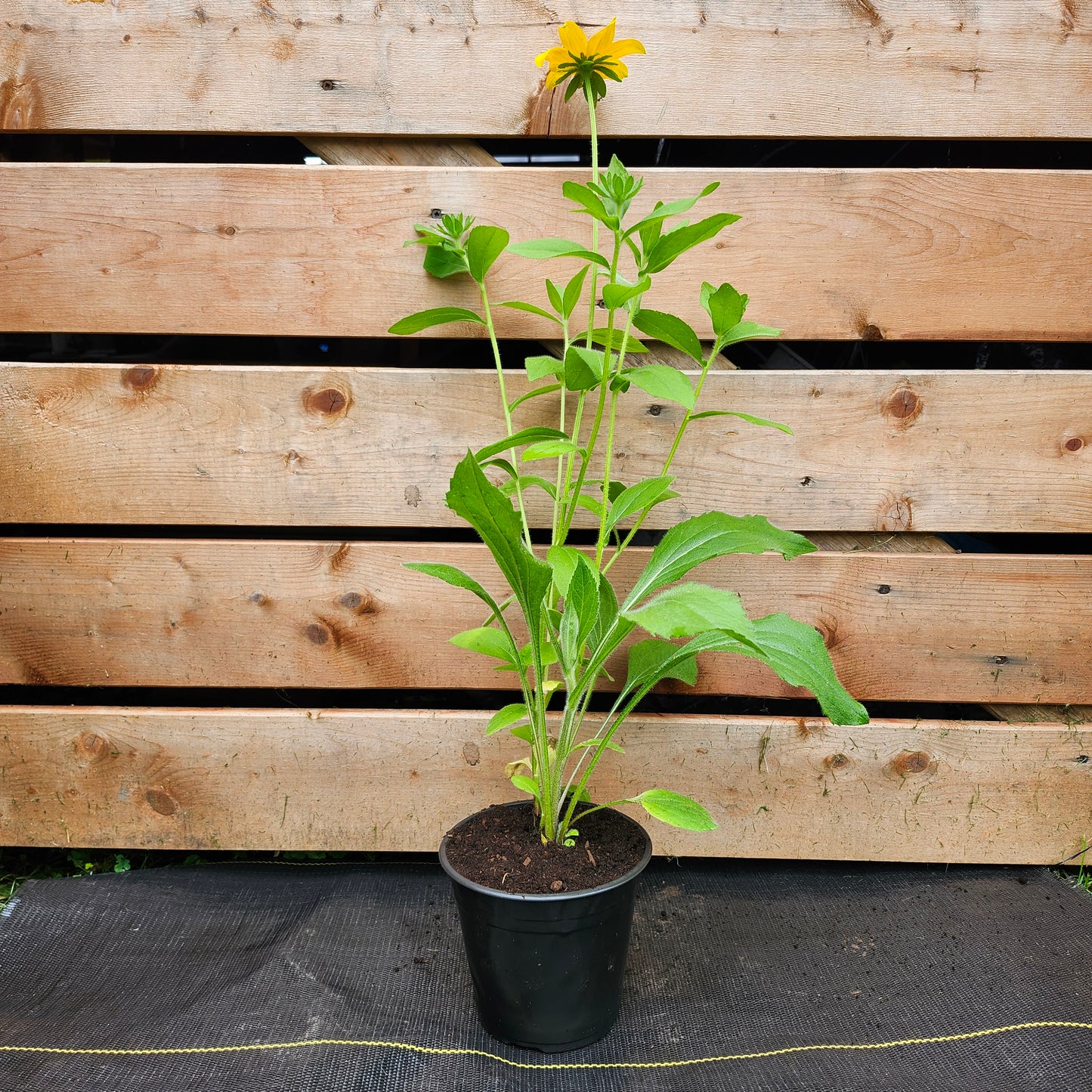Rudbeckia hirta (1/2 gallon)