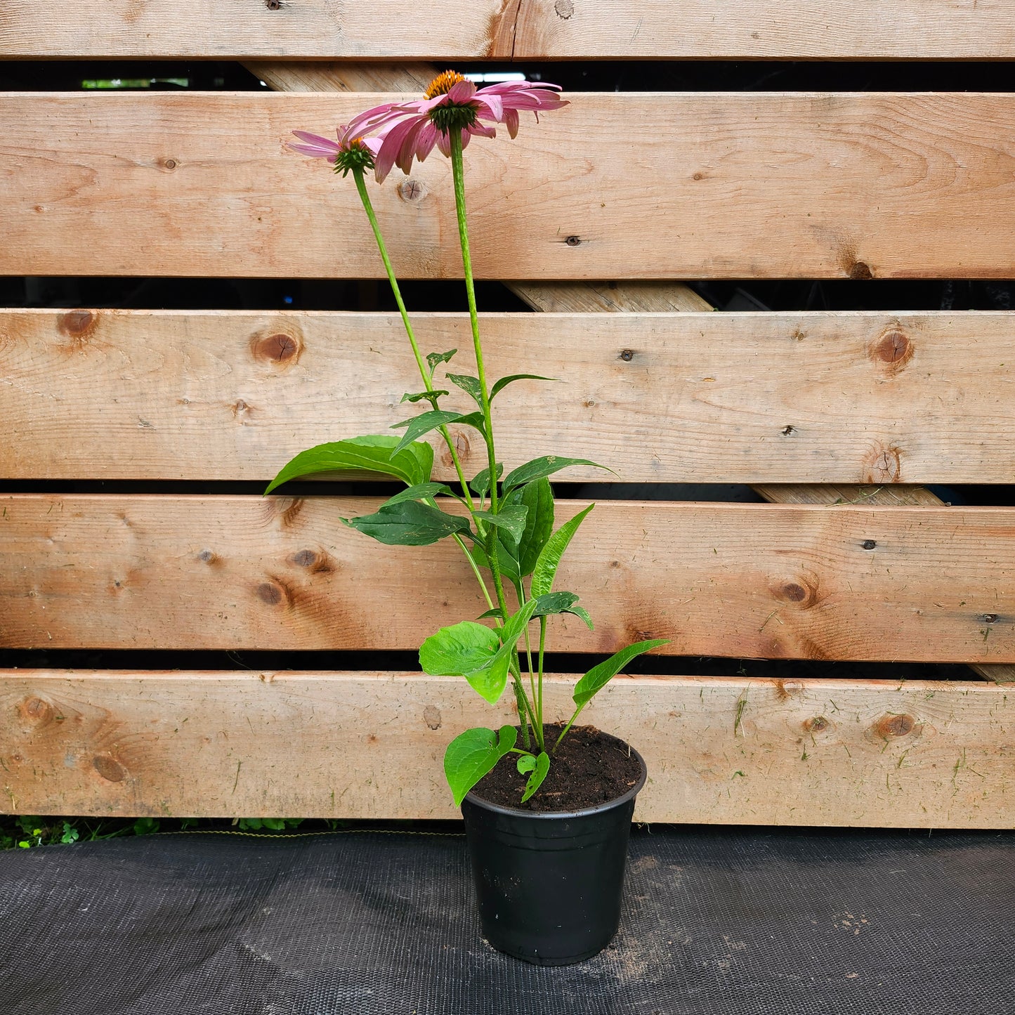 Purple Coneflower | Echinacea Purpurea (1/2 gallon)