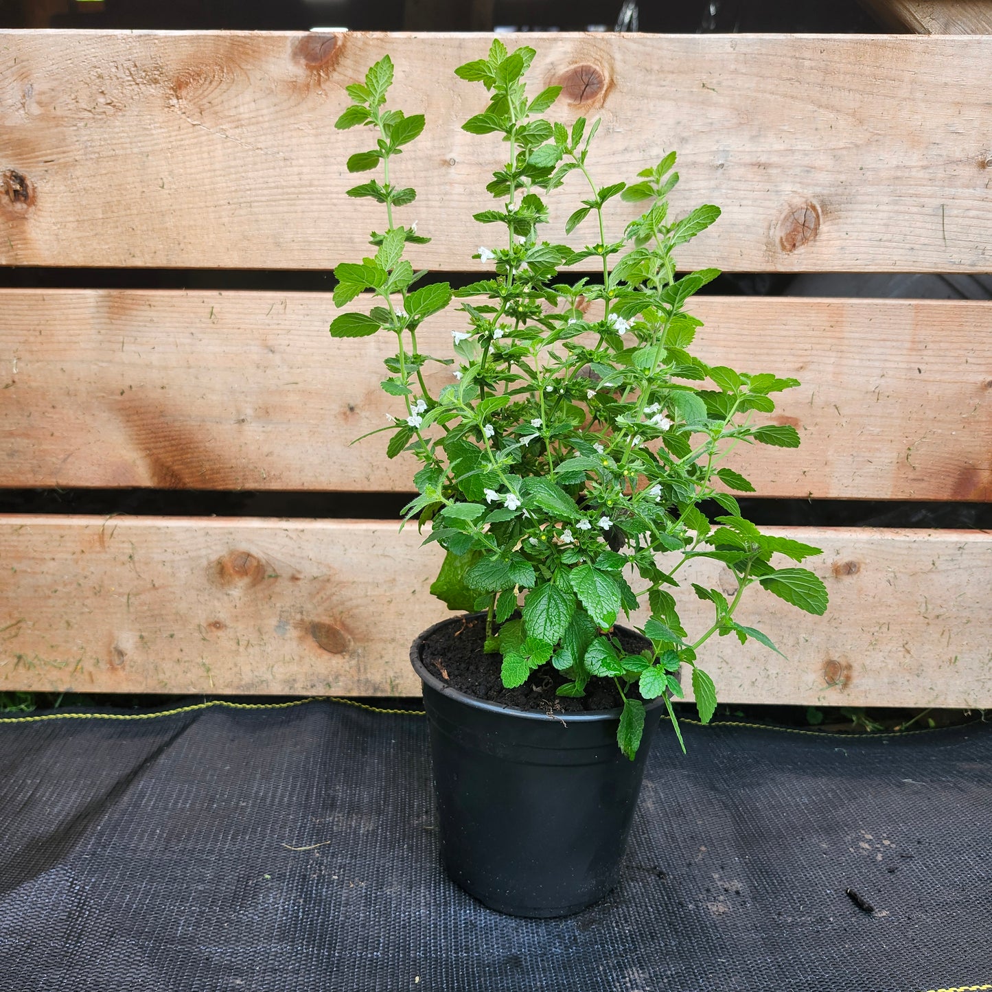 Lemon Balm | Melissa officinalis (1/2 gallon)