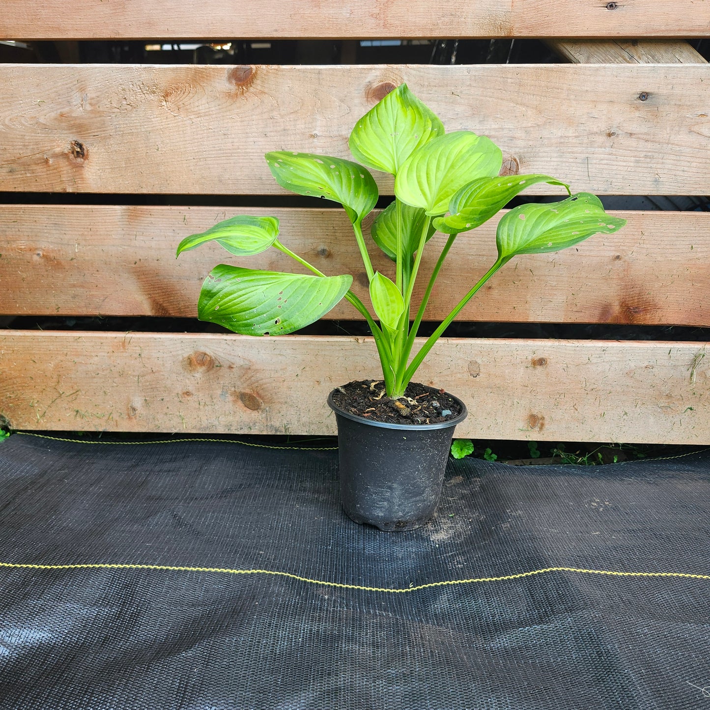 Hosta 'Guacamole' (1/2 gallon)