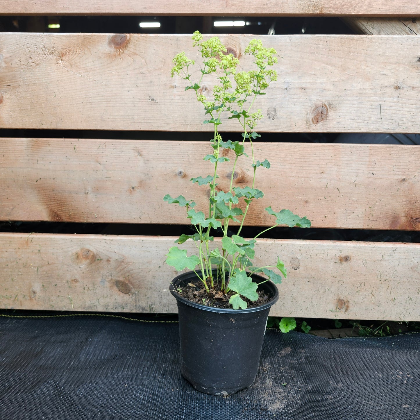 Lady's Mantle | Alchemilla mollis (1/2 gallon)